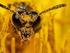 Über den Unterschied von Bienenhonig aus Blüten- und Honigtautracht