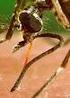 Stechmücken. Inhalt Allgemeines. Die Gemeine Stechmücke (Culex pipiens) Rheinschnake (Aedes vexans) Asiatische Tigermücke (Aedes albopictus)
