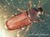 Viele Käfer, aber keine Vorratsschädlinge Fehlen Vorratsschädlinge in Feuchtbodensiedlungen