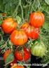 1 Tomate. 2 Kleine Fleischtomate. 3 Kirsch-Tomate. 4 Tomate mit Spitze. 5 Grüne Tomate. Foto Name Farbe/Form/Größe Sonstiges Schnittbild