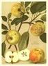 Obstsortenliste Schröder Matthias: Die Obstsorten meiner Baumschule auf dem Burgfelde vor Hamburg (Hamburg 1828 Beschreibung keine Abbildungen)