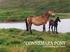 Connemara-Pony Interessengemeinschaft e. V.