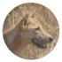 (Lateinischer Name: Canis lupus)