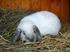 Schutzimpfungen für gesunde Kaninchen