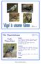 Der Hausrotschwanz. Familie: Fliegenschnäpper. Länge: 14cm Gewicht: 14-20g