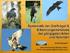 Systematik der Greifvögel & Erkennungsmerkmale der gängigsten Arten und Hybriden