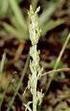 Wiederfund von Hammarbya paludosa (L.) O. Kuntze und anderen seltenen Gefäßpflanzen auf Amrum