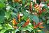 Chili (Capsicum frutescens)