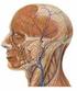 Vergleichende Darstellung anatomischer Strukturen des Neurocraniums und Encephalons bei Hunden mittels quantitativer Computertomographie