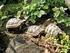 Artgerechte Haltung von Europäischen Landschildkröten