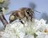 Die Honigbiene. Einige Merkmale sind typisch für Insekten. Der Körper besteht aus drei großen Teilen: Kopf, Brust, Hinterleib