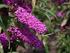 Buddleia davidii Royal Red c3 50 8,00 Sommerflieder, purpurrot sonnig,geschützt, 3m sehr große Blütenrispen (Juli-Herbst), Schmetterlingsweide