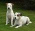 Jack Russell Terrier Verein e. V. Prüfungsordnung