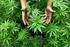 Cannabis Rausch und Risiko