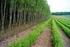 Energieholzproduktion auf landwirtschaftlichen Flächen (Kurzumtrieb, Short-Rotation-Farming) Erfahrungen in Niederösterreich