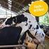 Veränderungen in ausgewählten Verhaltensweisen bei brünstigen Kühen in der Milchproduktion