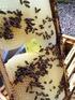 ins Bienenjahr 2014 für die Bienen für Dich für mich Bienenverein Nidwaldnen 1