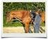 Ausbildung zum osteopathischen Pferdetherapeuten nach Welter-Böller für Tierärzte und Physiotherapeuten (geschütztes Ausbildungskonzept)