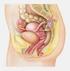 Cervix uteri. 3.5 Cervix uteri