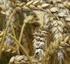 Weltweit: Mais verdrängt Weizen! Welche Trends zeichnen sich für Europa ab?