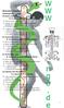 Muskulatur (Tabellen): M. levator scapulae(levare=heben) M. rhomboideus minor(rhombus=raute) M. rhomboideus major(rhombus=raute)