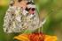 Bäume und Sträucher als Nahrungsquelle für Schmetterlings-Raupen und -Falter nach FloraWeb: Hitliste der Schmetterlingspflanzen (Stand: 16.