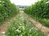 Bodenpflege im ökologischen Weinbau