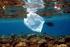 Mikroplastik in der marinen Umwelt