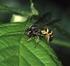 Revisionen und Neubeschreibungen von Cryptinae (Hymenoptera, Ichneumonidae) 1