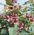Deutscher Name Botanischer Name Beschrieb Artikelnummer. Schafgarbe, weiss Achillea millefolium 6-10,weiss, 60cm, für Tee 11005