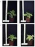 Untersuchungen zur Beziehung von Kohlenstoffund Stickstoffmetabolismus in Spinatpflanzen
