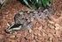 Vorläufige Liste der Schlangen des Tai-Nationalparks/ Elfenbeinküste und angrenzender Gebiete