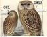 OWL - Semantik und Reasoning
