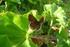 Der Pelargonien-Bläuling (Cacyreus marshalli butler, 1898) seit 2011 neu im Saarland (Lepidoptera: Lycaenidae)