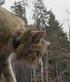 Reproduktion und Jugendentwicklung von Wildkatzen im Südharz eine Projektvorstellung