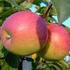 Neue resistente Apfelsorten, als Busch oder Halbstamm