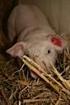 Informationen für Landwirte und Schweinehalter