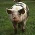 Schweinepest, Europäische (Klassische)