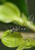 Aedes albopictus in Deutschland. Handlungsbedarf und -optionen im Umgang mit der Asiatischen Tigermücke