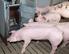 Schweinezucht. Entwicklung der Zuchtorganisation beim Schwein. Bis Ab Linienzucht Vermehrungszucht.