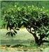 HINTERGRUNDINFORMATION BIOLOGIE ZU AB11. Die Teepflanze