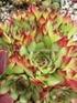 Sempervivum 'Alluring' Sempervivum 'Arwide' Sempervivum 'Atlantis'