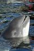 Auswirkungen von Rammarbeiten auf See auf das Schweinswal-Vorkommen in der Deutschen Bucht