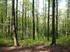 Montane bodensaure Fichtenwälder (9410) (Stand Juli 2010, Entwurf)