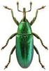 Ein weiterer Nachweis des seltenen aquatischen Rüsselkäfers Bagous elegans (FABRICIUS, 1801) aus Brandenburg (Coleoptera, Curculionidae)