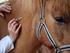 Leitlinie zur Impfung von Pferden