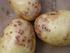 Übernahmebedingungen Kartoffelernte Speisekartoffeln