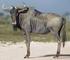 GNUS bewohnen in großen Herden die Savannen Afrikas. Zu welcher Tiergruppe gehören die Gnus? Schafe Antilopen. Rinder