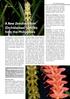 A New Dendrochilum (Orchidaceae) species from the Philippines
