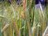 Anbau von Getreide zur Bioethanolerzeugung Arten, Sorten, Produktionstechnik